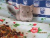 1 месяц