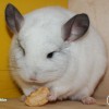 АХ Локи