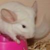 Лафик