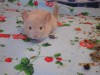 1 месяц