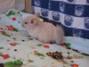 1 месяц