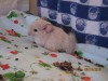 1 месяц
