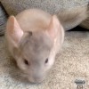 Карамелька