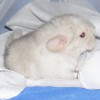 Эклер