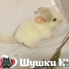 Лола