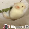 Лакост