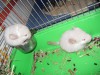 1 месяц. Не очень-то и хотелось, я вообще-то на диете! 