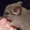 ШУНЯ