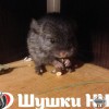 Олимп