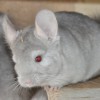 Лонни