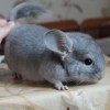 Швепс