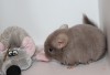 1 мес