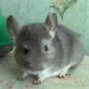 Лосяш