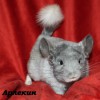 Арлекин ЧинЛайф