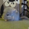 Молли