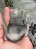 3 дня