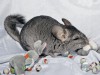 4 мес