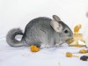 4,5 мес