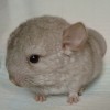 АМ Люпин