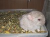 2 недели