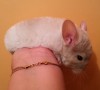2 мес