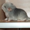 Сын Тимбукту