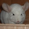 Гоша