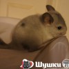 Снежок