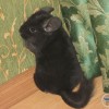 Витас