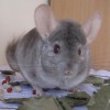 Карица