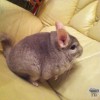 Филимон
