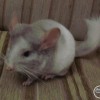 Мартин
