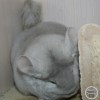 Оки