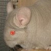 Мияко