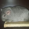 Виста