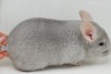 2 мес 3 нед