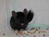 5,5 мес