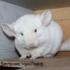 Бельчик  ЧинЛайф