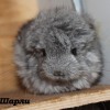 Шарли ЧинЛайф