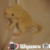 Туарег