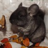 Мартин