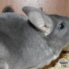 Шарлиз