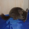 Рафик