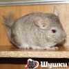 Ундина