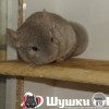 Феликс