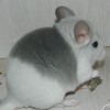 Шериф