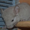 Наина