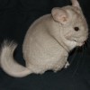 Коржик