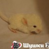 Шотландия 