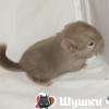 Шоко